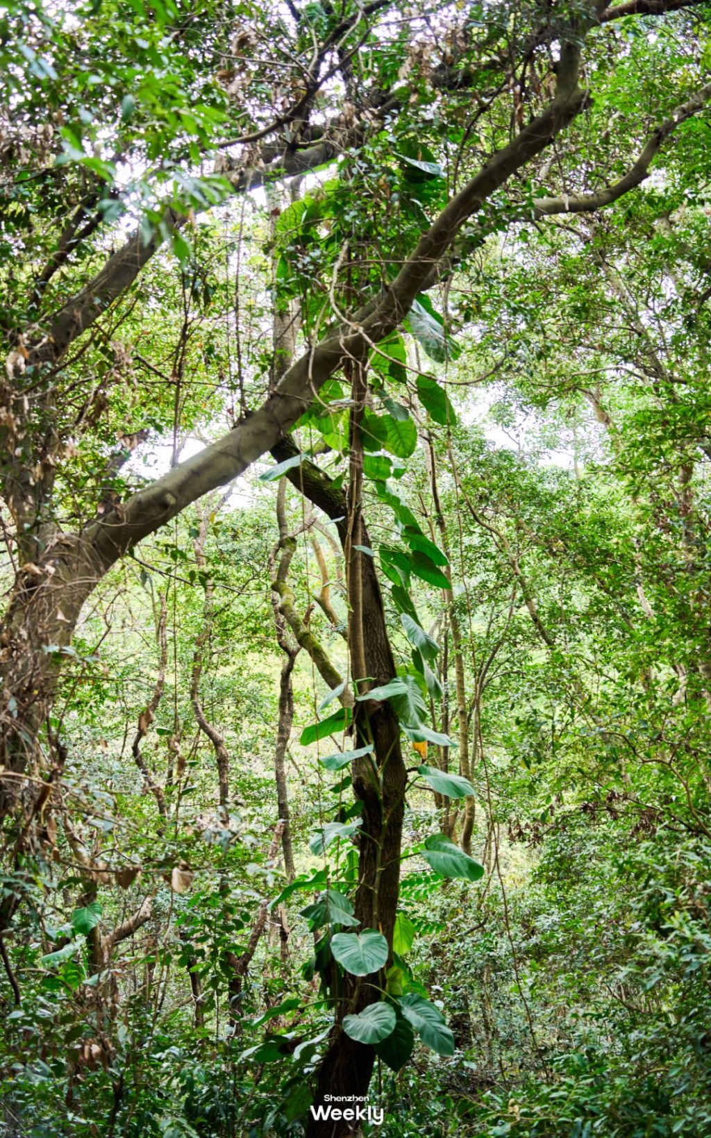 步福古道(圖源:ShenzhenWeekly) 步福古道(圖源:ShenzhenWeekly)