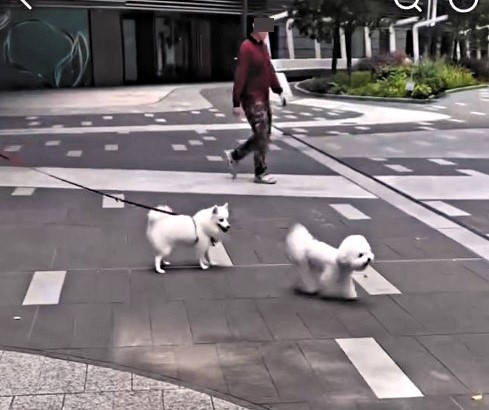 「薇薇」的契媽自稱是馴犬師，卻涉嫌違反《狂犬病條例》，在公眾地方以「放繩」方式任由「薇薇」自由走動，但其他狗的狗主有戴狗繩。