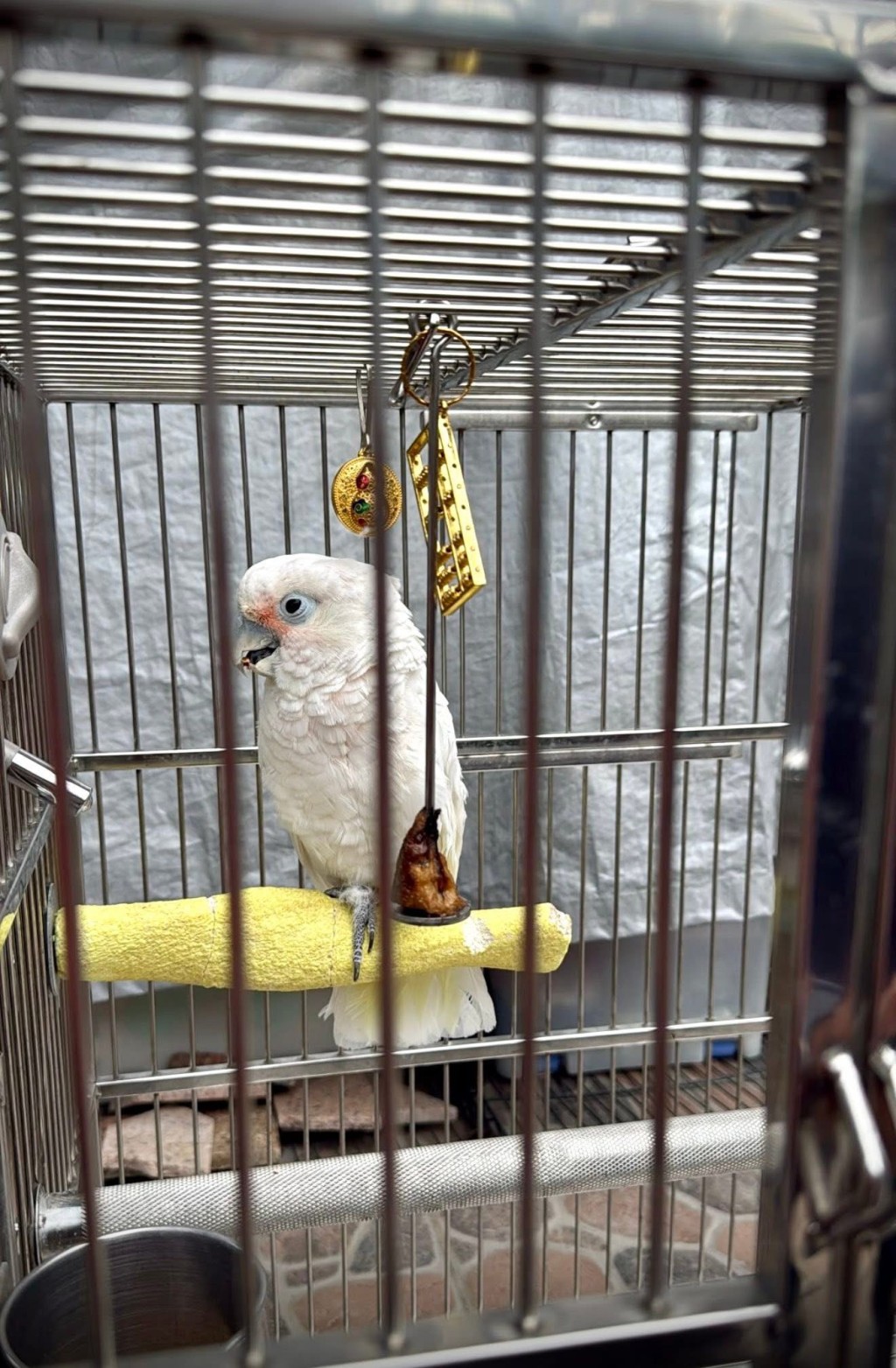 葵花鸚鵡自行飛回主人身邊，安全回家了。