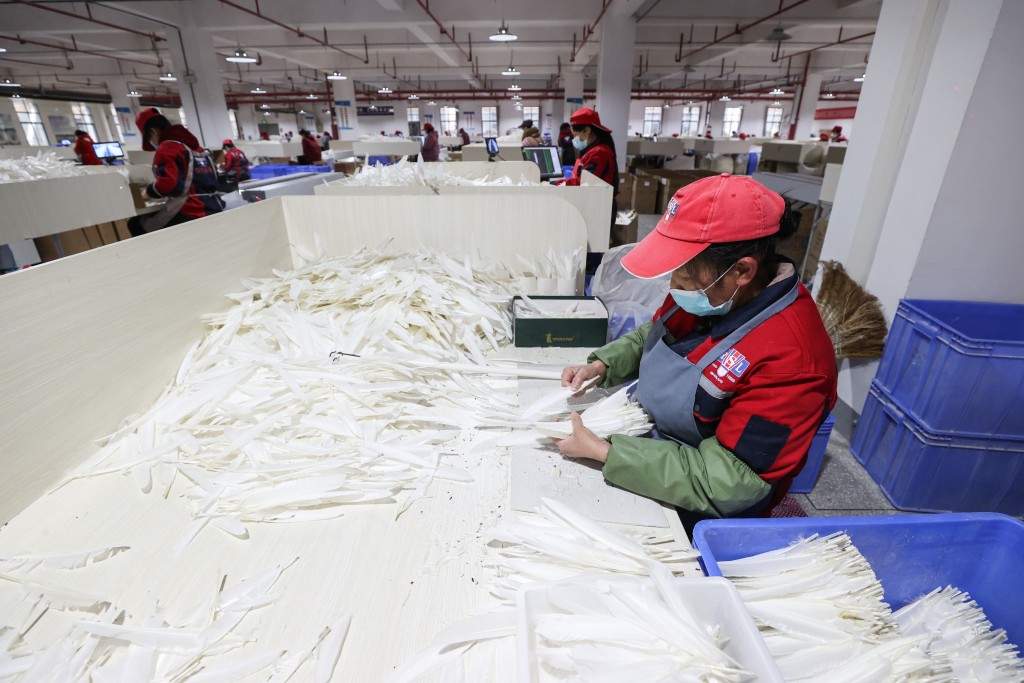 工人仔細把鵝毛揀出排好，再進行下一個工序。