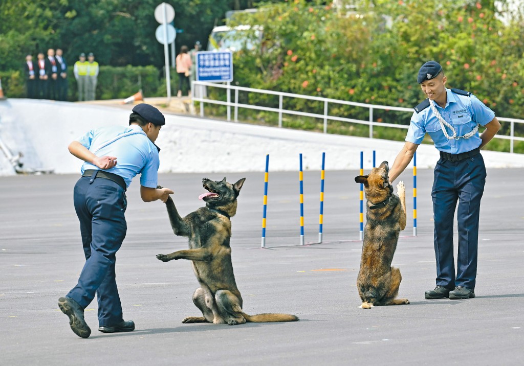 警犬隊示範警犬服從性表演,展示他們與警犬的默契。 警犬隊示範警犬服從性表演,展示他們與警犬的默契。