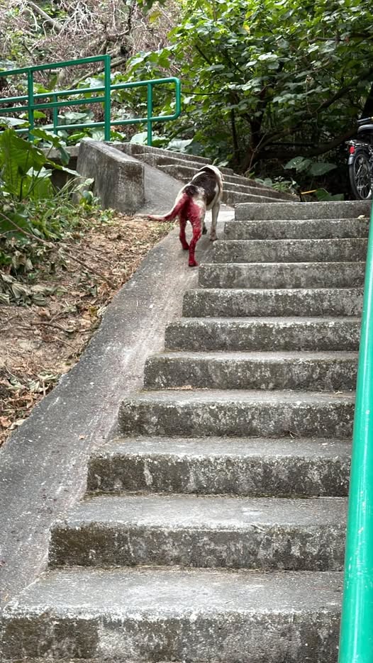 今早有人發現狗狗下身淌血...