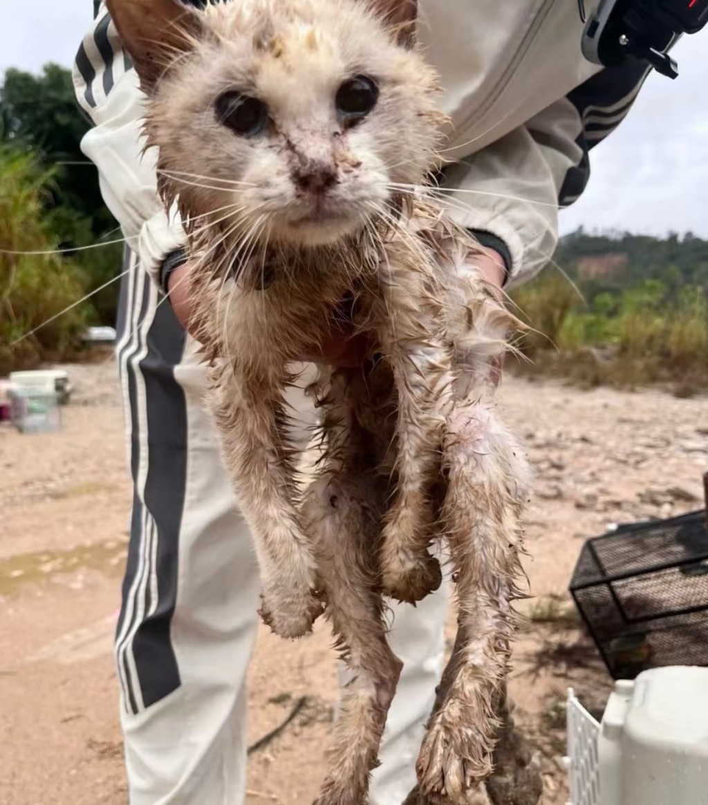 布偶貓被救起全身泥濘。 布偶貓被救起全身泥濘。