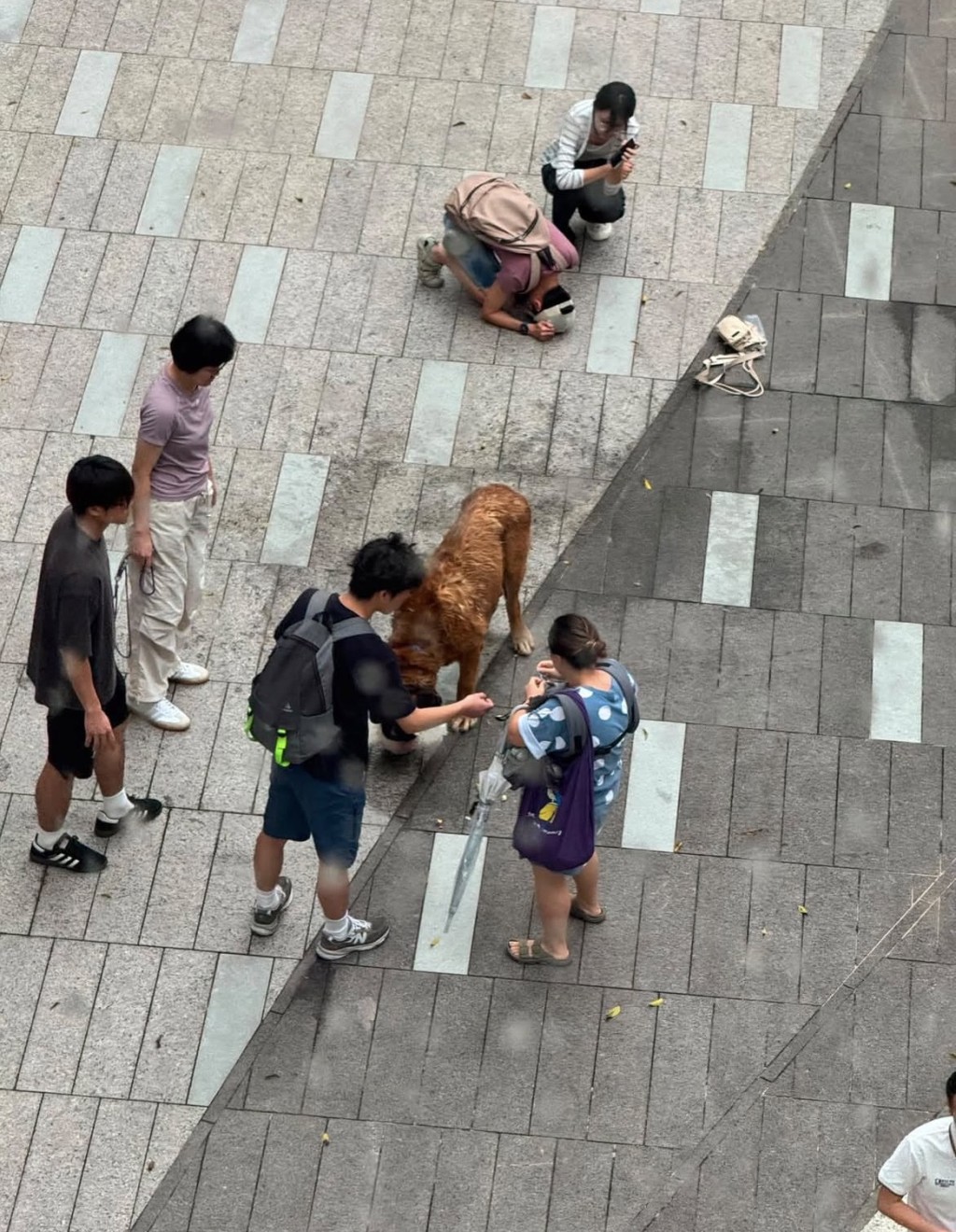 這名少年亦多次想救狗，無奈失敗。
