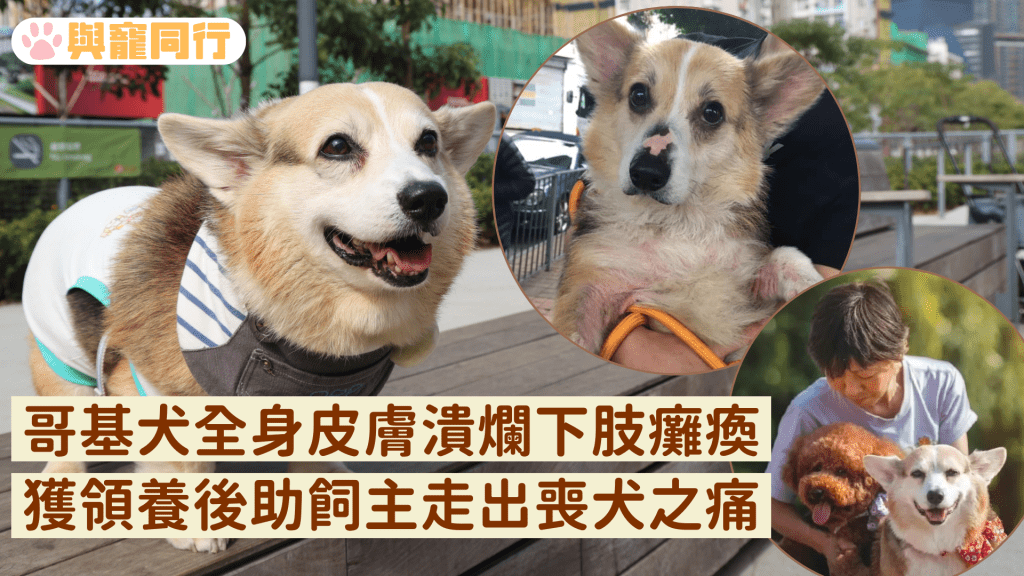 哥基犬全身皮膚潰爛兼下肢癱瘓 獲領養後助飼主走出喪犬之痛