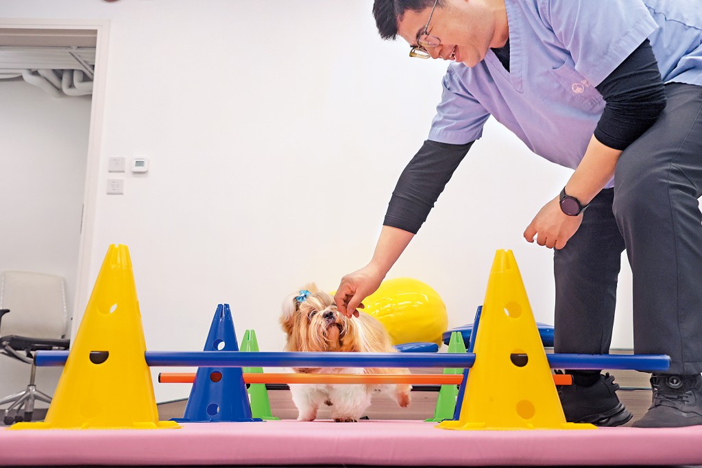 利用食物誘導狗狗行障礙賽，增加關節活動量。