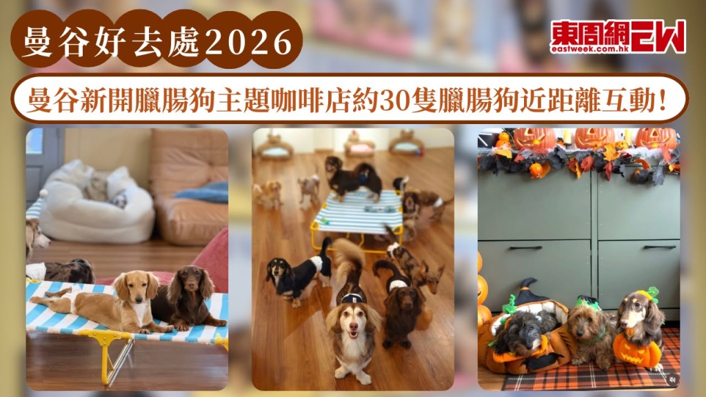 曼谷好去處2026｜曼谷新開臘腸狗主題咖啡店約30隻臘腸狗近距離互動！