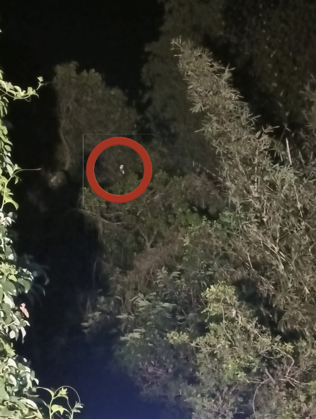 小鸚鵡已受困樹頂超過24小時。