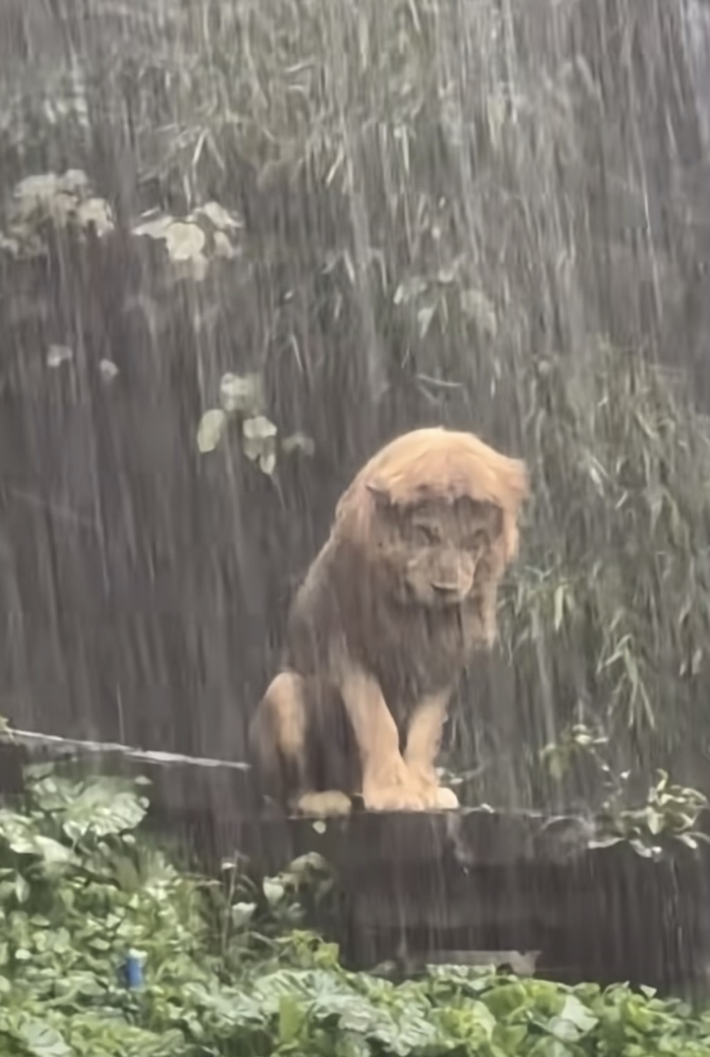 獅子在大雨中呆坐。