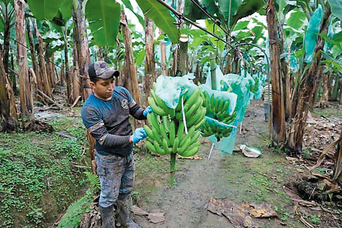 香蕉產業佔巴拿馬經濟重要比重,但工人長期處於極度惡劣的工作環境,故一向享有特殊退休待遇。 香蕉產業佔巴拿馬經濟重要比重,但工人長期處於極度惡劣的工作環境,故一向享有特殊退休待遇。