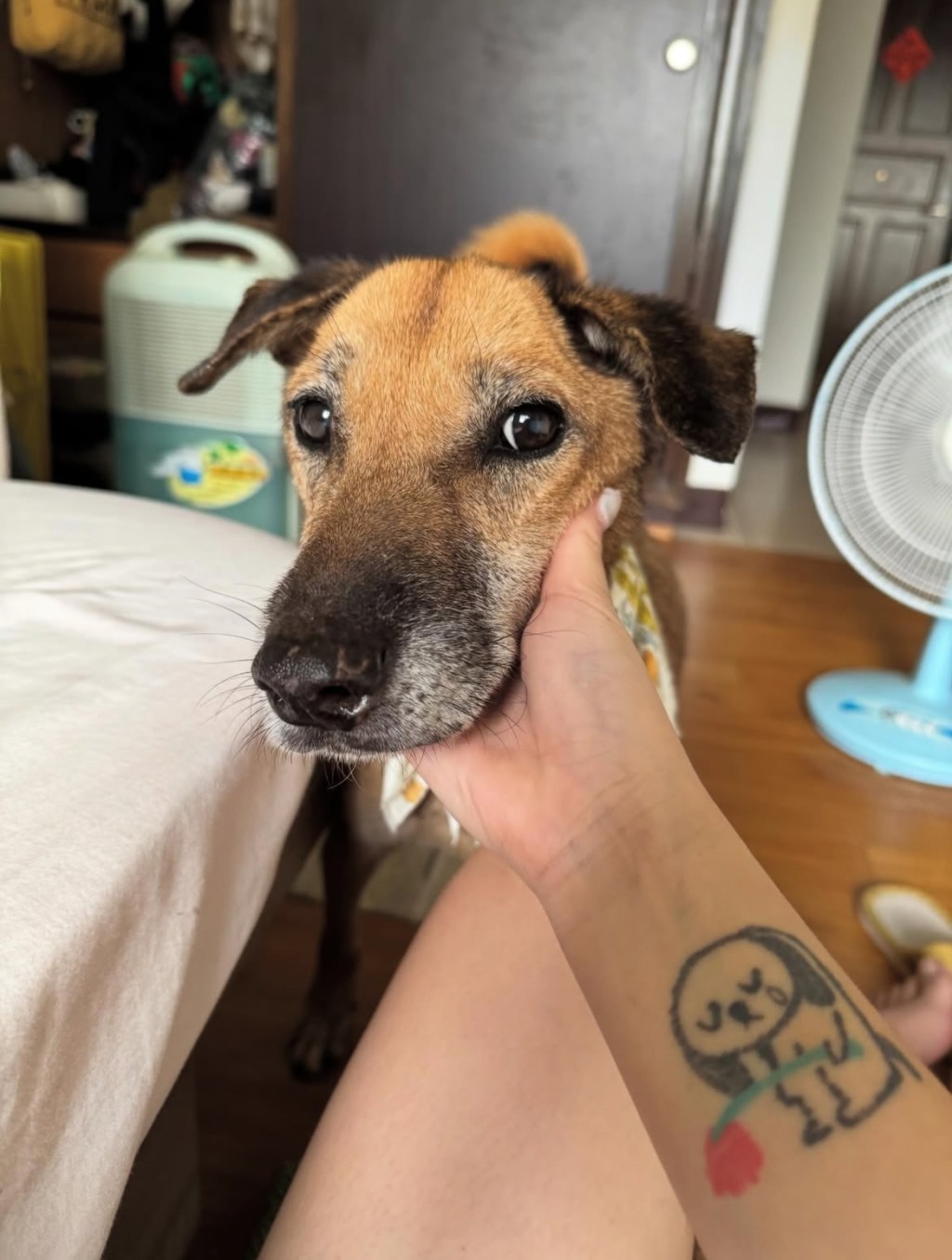 奇蹟終於出現，愛心姐姐帶了達利回家，用肉肉迎接牠。