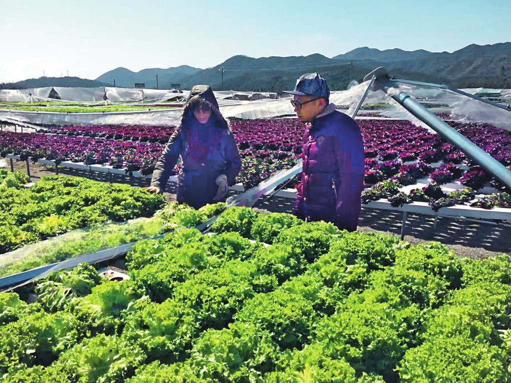 溫室倒塌的沉重教訓，讓林雅明（左）學會每事必須親力親為。