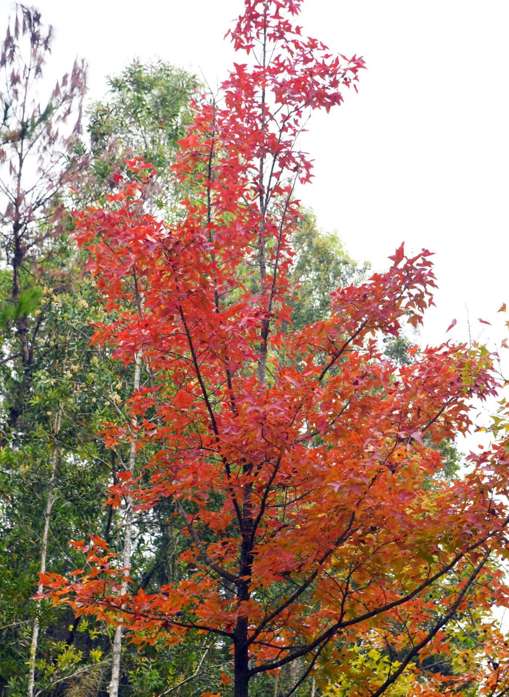 大棠楓香林2025/26年紅葉季節為12月13日至明年1月11日,共30天 大棠楓香林2025/26年紅葉季節為12月13日至明年1月11日,共30天