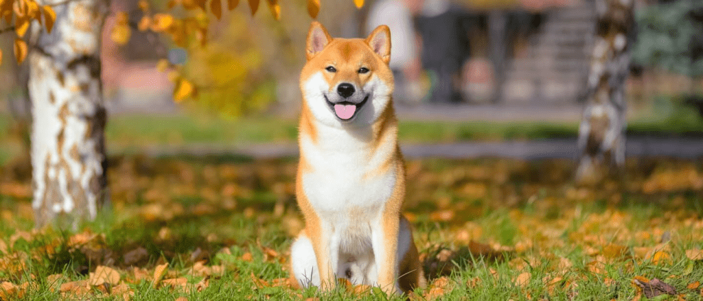 柴犬(Shiba Inu) 柴犬(Shiba Inu)