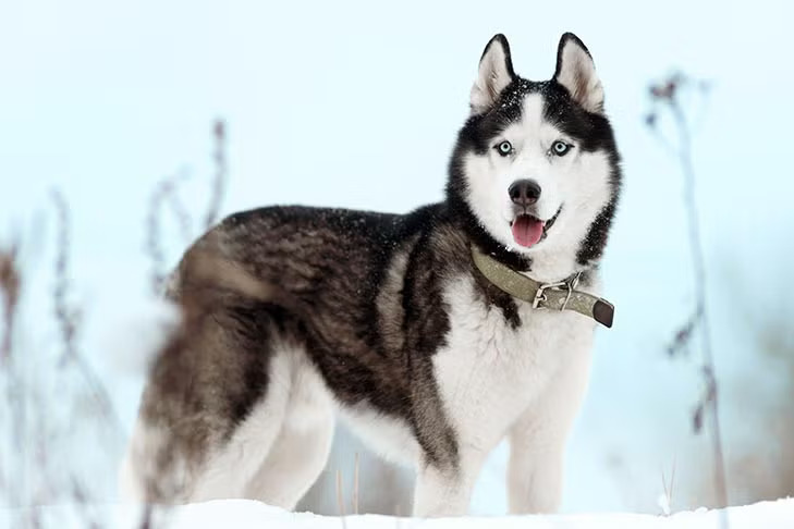 雪橇犬(Husky) 雪橇犬(Husky)