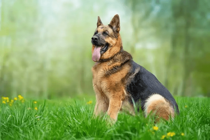 德國牧羊犬(German Shepherd) 德國牧羊犬(German Shepherd)
