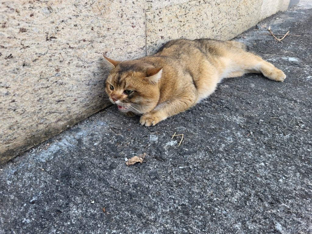 今日除夕救起的金影英短，到底牠為甚麼會在馬路上爬行？