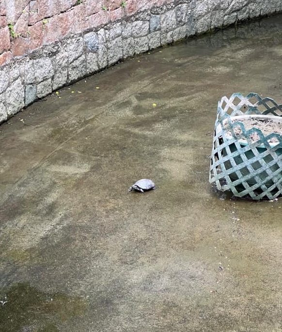 池水抽乾,龜隻缺水 池水抽乾,龜隻缺水