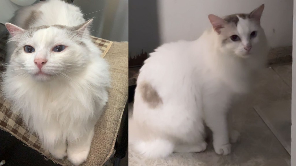 陳小姐失貓Mai Mai外貌特徵。 陳小姐失貓Mai Mai外貌特徵。