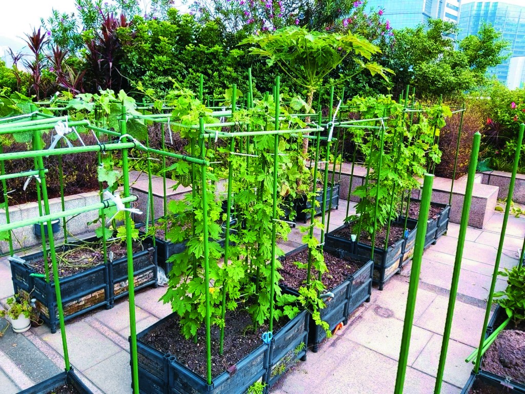 中信大廈三十樓設有種植園圃,員工都可以在該處種植。 中信大廈三十樓設有種植園圃,員工都可以在該處種植。