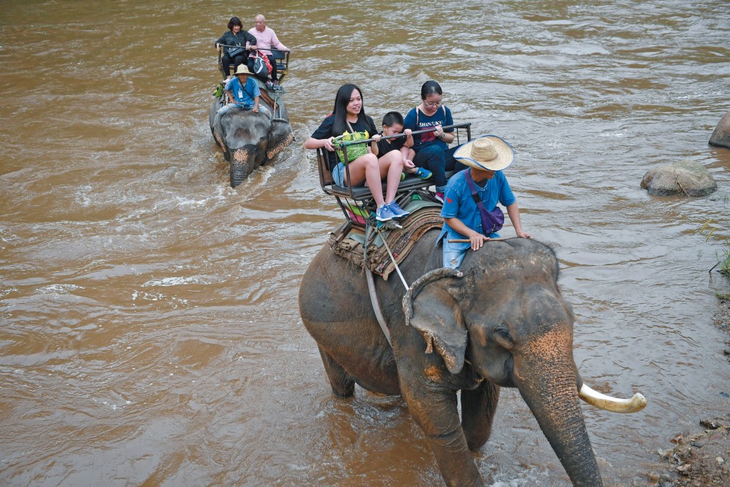 遊客到泰國很多時會嘗試騎象體驗，但大象看似強壯，背部卻非常脆弱，在長時間工作下象背會留下無法復元的凹痕。