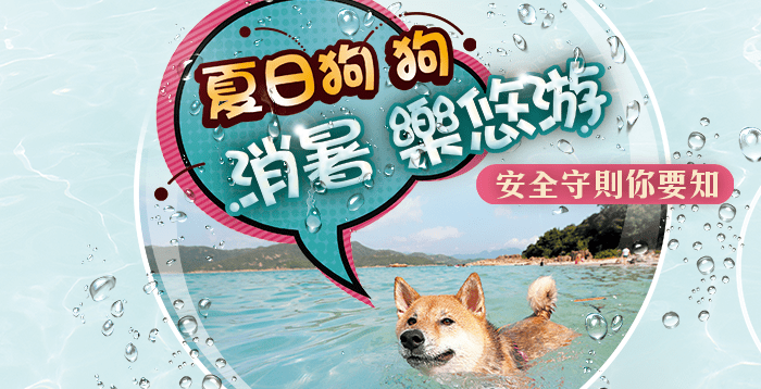 游泳不但可為狗狗消暑，還可以鍛煉狗狗的肌肉量。