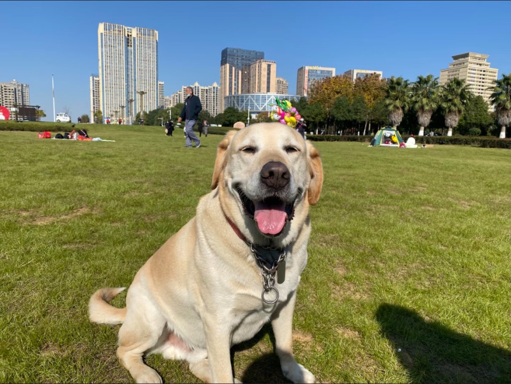 導盲犬基地的狗狗。 導盲犬基地的狗狗。