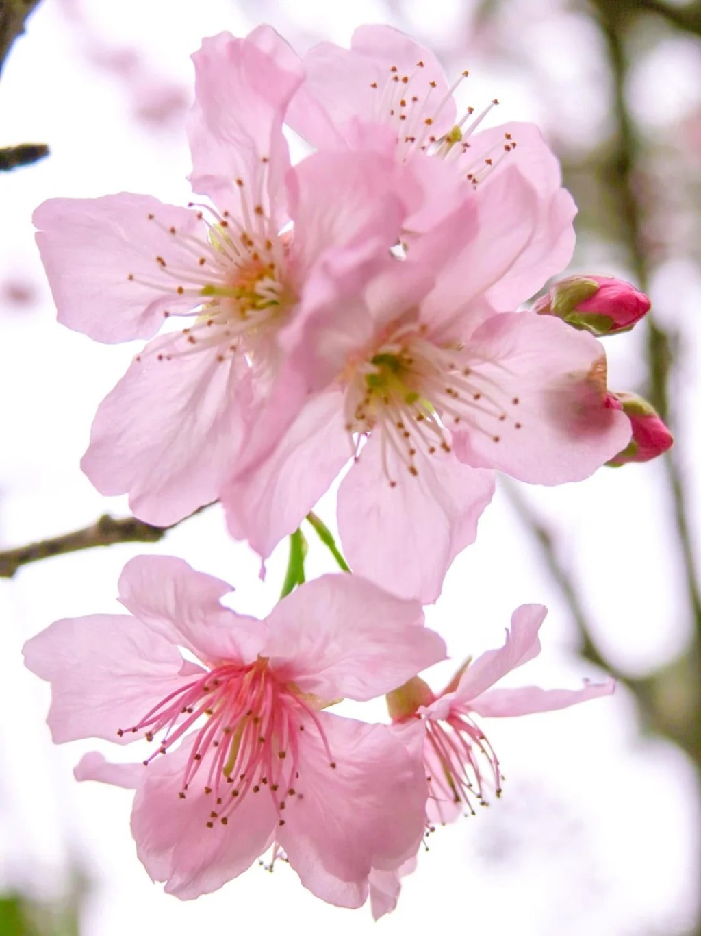 大埔海濱公園（圖源：小紅書）