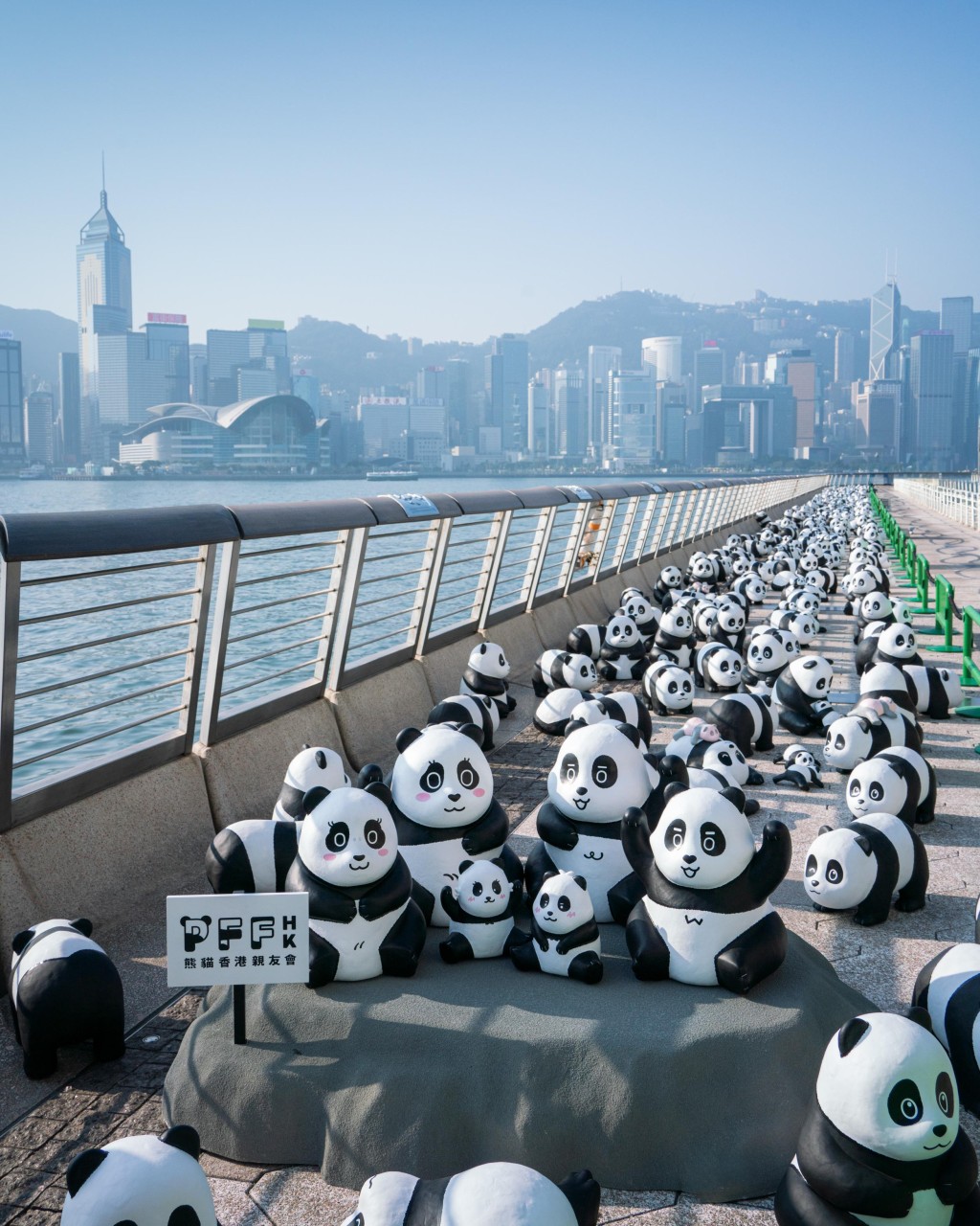 2,500隻熊貓雕塑，今日在尖沙咀星光大道舉行兩場見面會，下午5時30分將會舉辦另一場。