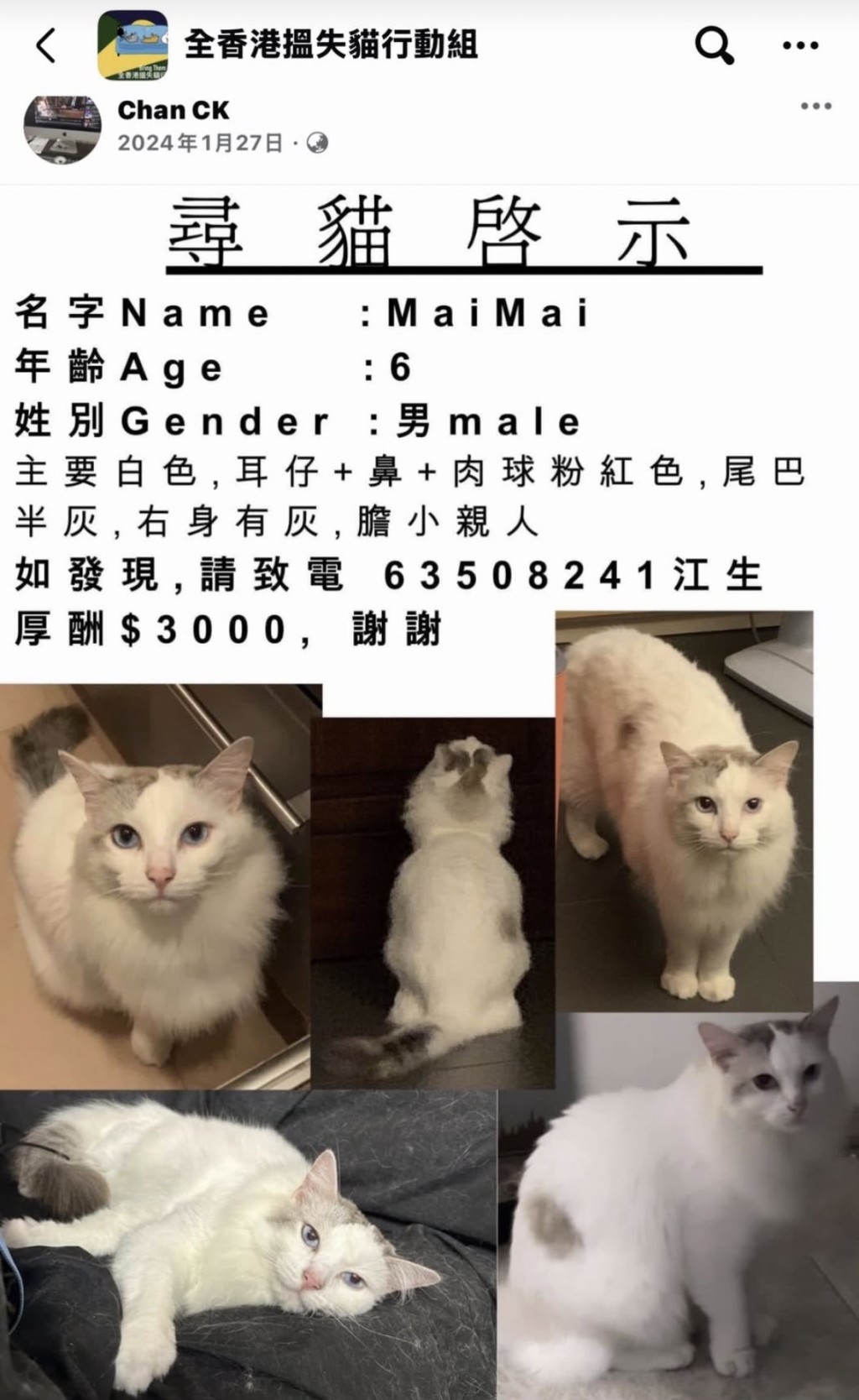 貓主在2024年1月走失愛貓。