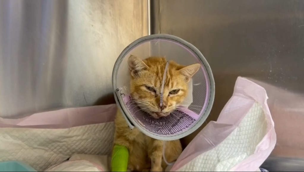 乖豬波尾雖然迎來惡噩，希望餘下日子能在溫暖中度過。