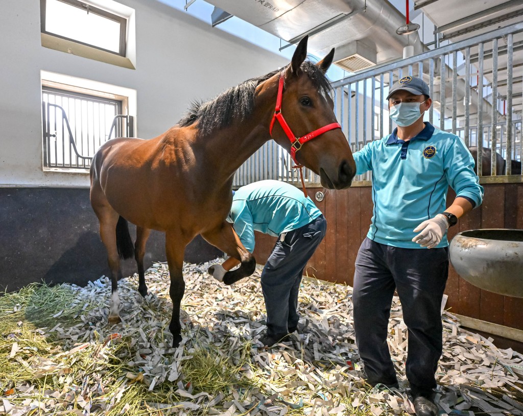 從化馬場馬房員工替馬匹清潔蹄鐵。