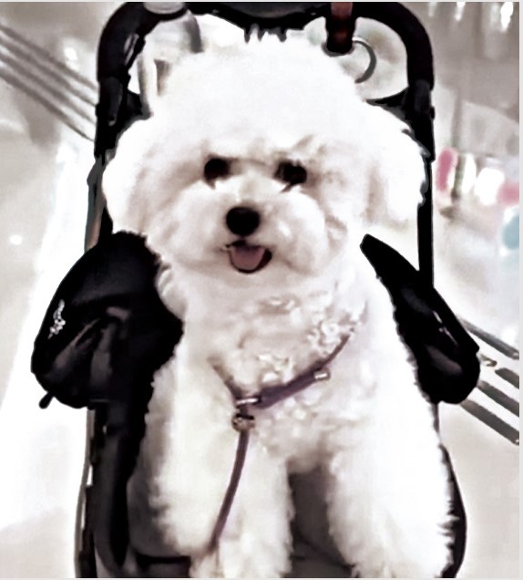 被咬死的比熊犬「薇薇」，遇害前最後身影。