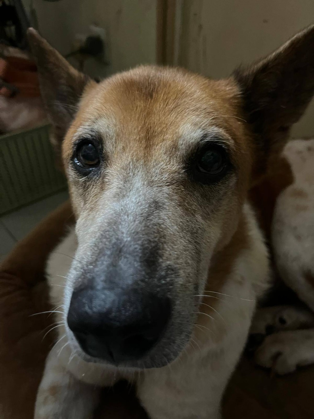 唐狗女「仔仔」因為性格像仔,所以叫仔仔。 唐狗女「仔仔」因為性格像仔,所以叫仔仔。