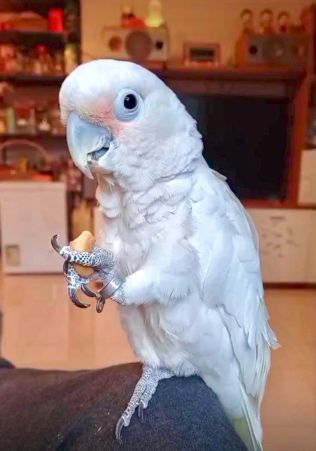 飛上竹樹頂受困的葵花鸚鵡，只有六個月大，主人估不到牠懂得飛。