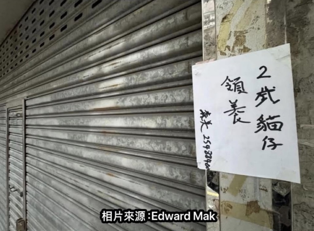 店鋪貼告示指有一隻兩歲貓待領養。