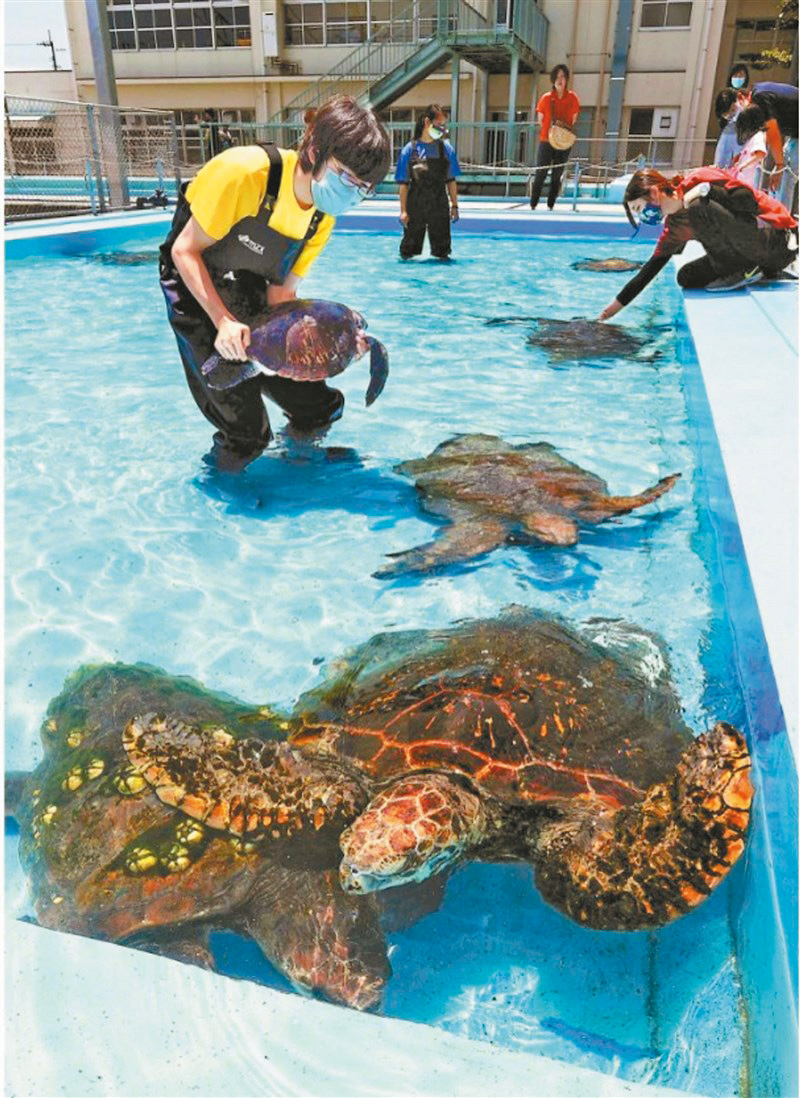 舊椎名小學改建成的「戰艦廢校海洋館」,最大特色是將泳池變身為飼養海龜和鯊魚等海洋動物的巨型水池。 舊椎名小學改建成的「戰艦廢校海洋館」,最大特色是將泳池變身為飼養海龜和鯊魚等海洋動物的巨型水池。