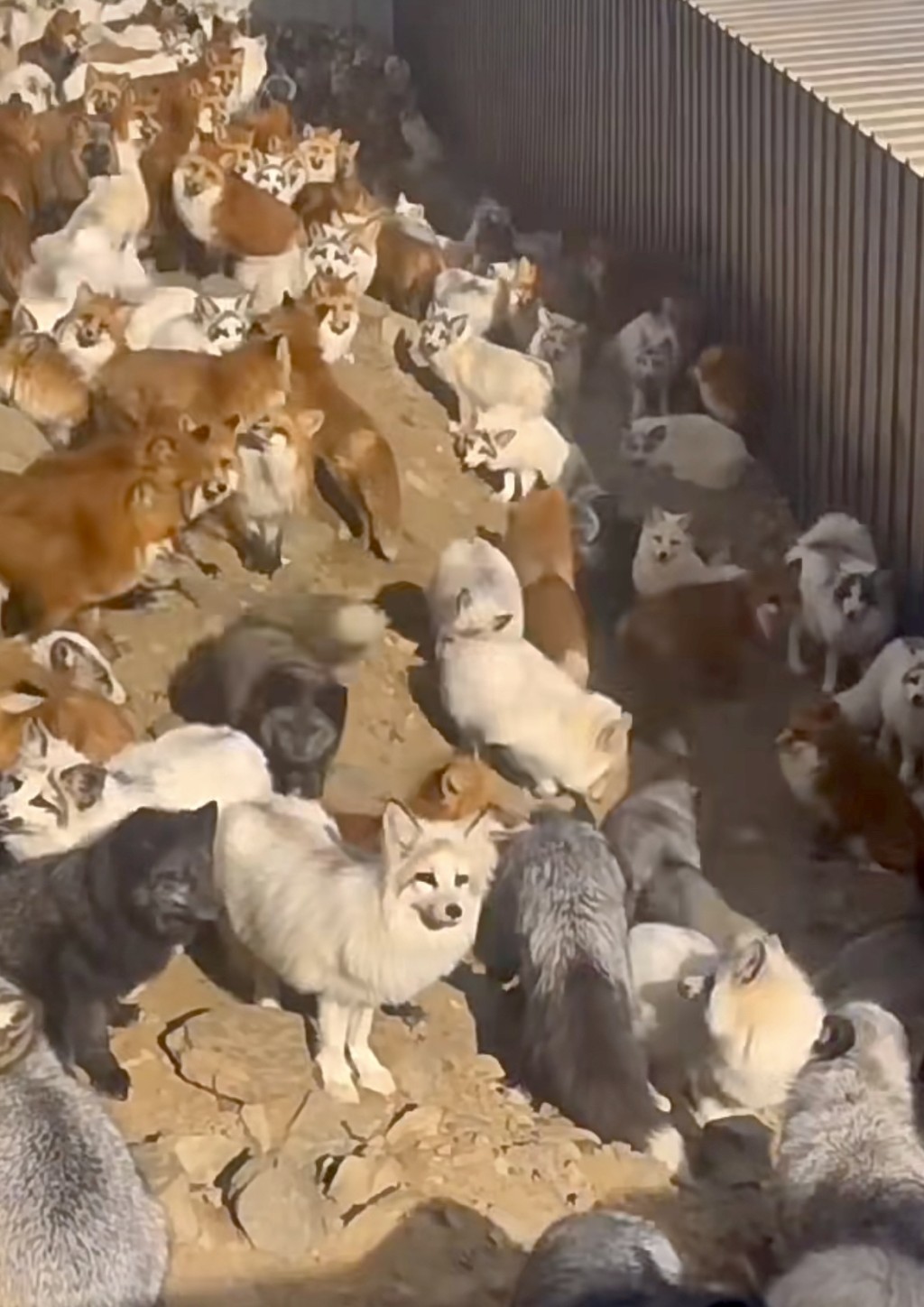 另一批獲救的狐狸被送到護生園。 另一批獲救的狐狸被送到護生園。