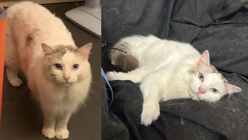 陳小姐失貓Mai Mai外貌特徵。 陳小姐失貓Mai Mai外貌特徵。