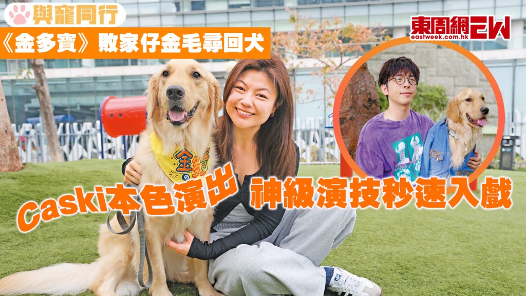 《金多寶》敗家仔金毛尋回犬 Caski本色演出 神級演技秒速入戲