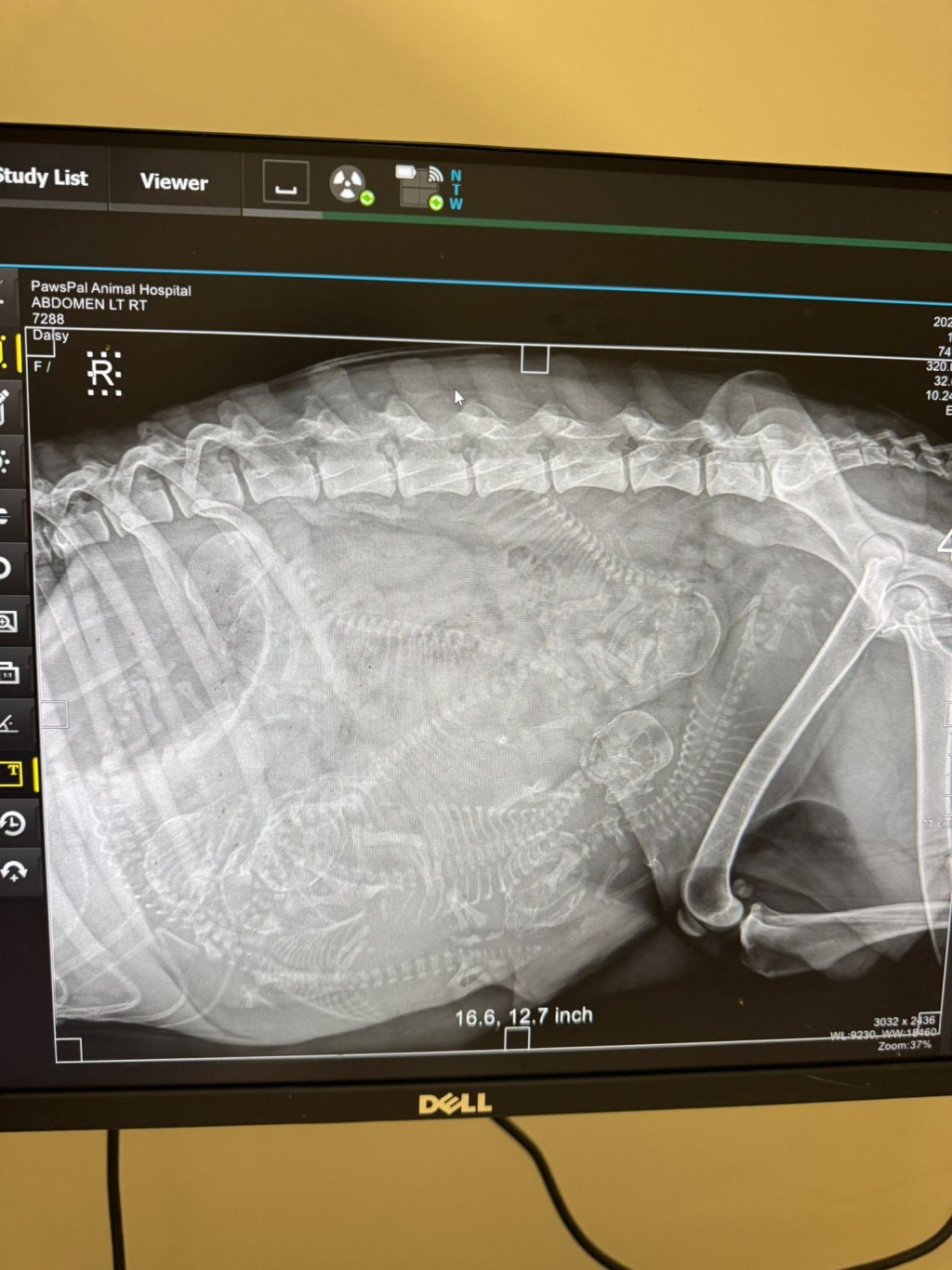 獸醫發現牠已懷孕，一照x光之下，見到腹中有7隻寶寶。