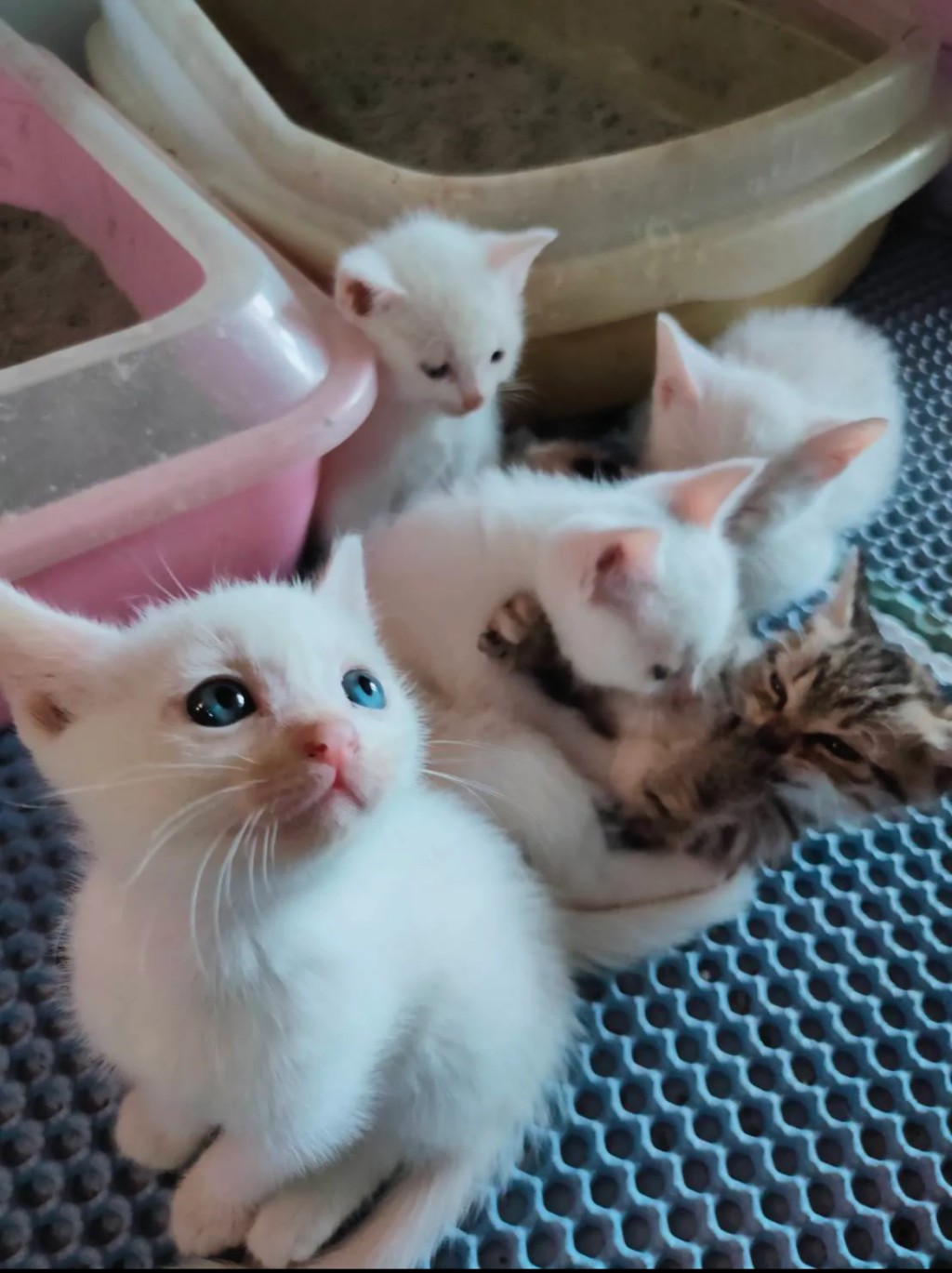 5小貓稍後會開放領養。