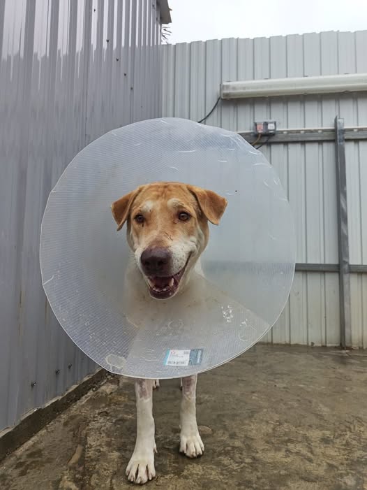 幸好義工及時捕獲送醫院治療，留醫做手術翌日出院，之後送到元朗大江埔狗場休養。