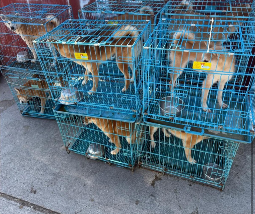 大部分柴犬都身形偏瘦。 大部分柴犬都身形偏瘦。