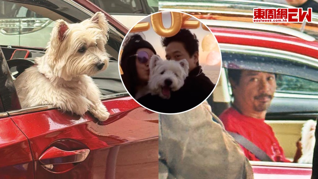 郭偉亮攜愛犬買外賣 「菠蘿」八卦爬車窗眼望望萌爆