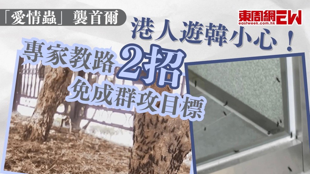 「愛情蟲」襲首爾｜港人遊韓小心！ 專家教路2招免成群攻目標