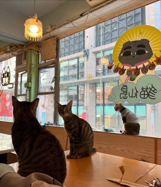 位於銅鑼灣的阿貓地攤Cafe,陪伴香港貓奴度過很多風雨晴的日子。 位於銅鑼灣的阿貓地攤Cafe,陪伴香港貓奴度過很多風雨晴的日子。