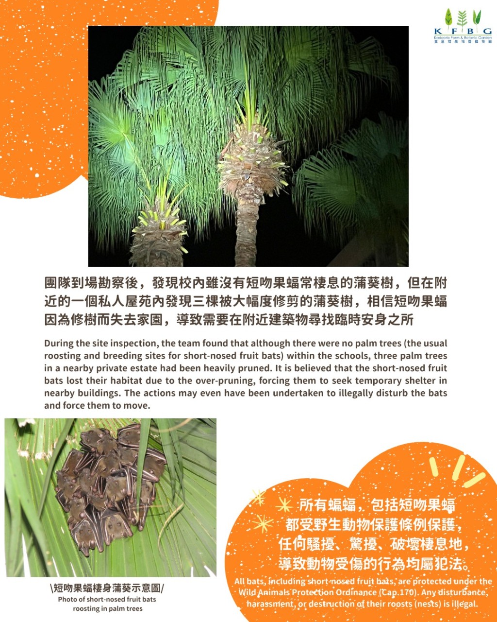 園方調查後發現,一個私人屋苑內三棵蒲葵樹被大幅修剪,相信果蝠因此失去棲息地,被迫飛往附近建築物暫避。 園方調查後發現,一個私人屋苑內三棵蒲葵樹被大幅修剪,相信果蝠因此失去棲息地,被迫飛往附近建築物暫避。