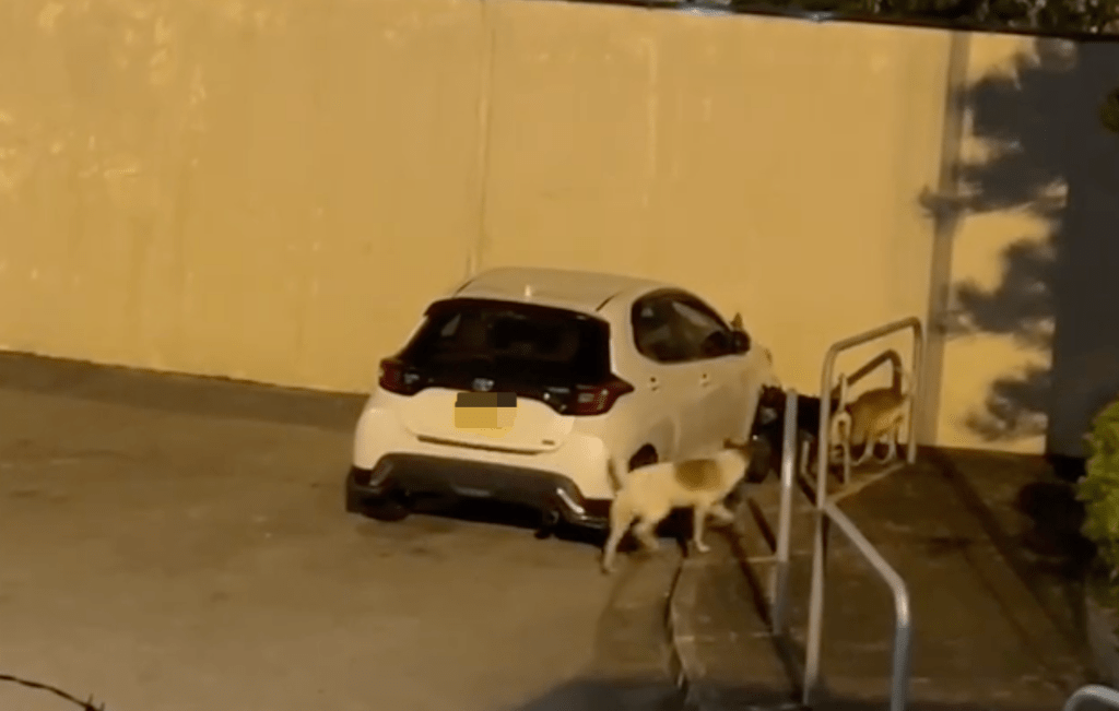 4隻流浪狗包圍私家車，其中一隻多次拉扯泵把。Facebook 香港突發事故報料區及討論區 影片截圖  