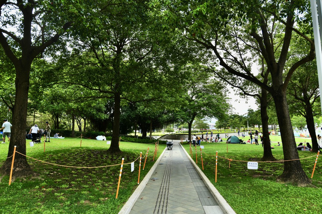 添馬公園將廣種紫花風鈴木及勒杜鵑。 添馬公園將廣種紫花風鈴木及勒杜鵑。